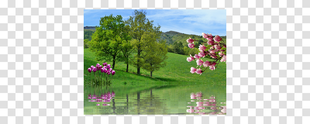 Spring Nature, Plant, Outdoors, Flower Transparent Png