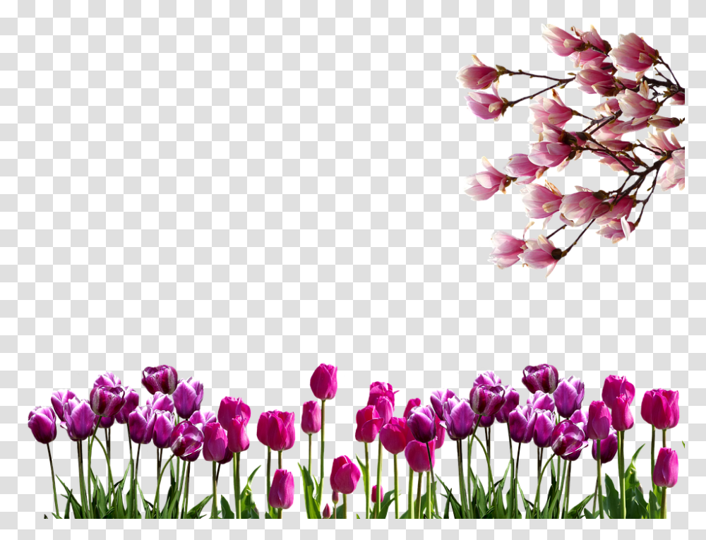 Spring 960, Flower, Plant, Blossom, Petal Transparent Png