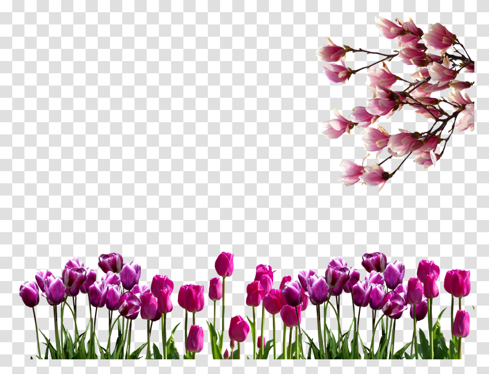 Spring Nature, Plant, Petal, Flower Transparent Png