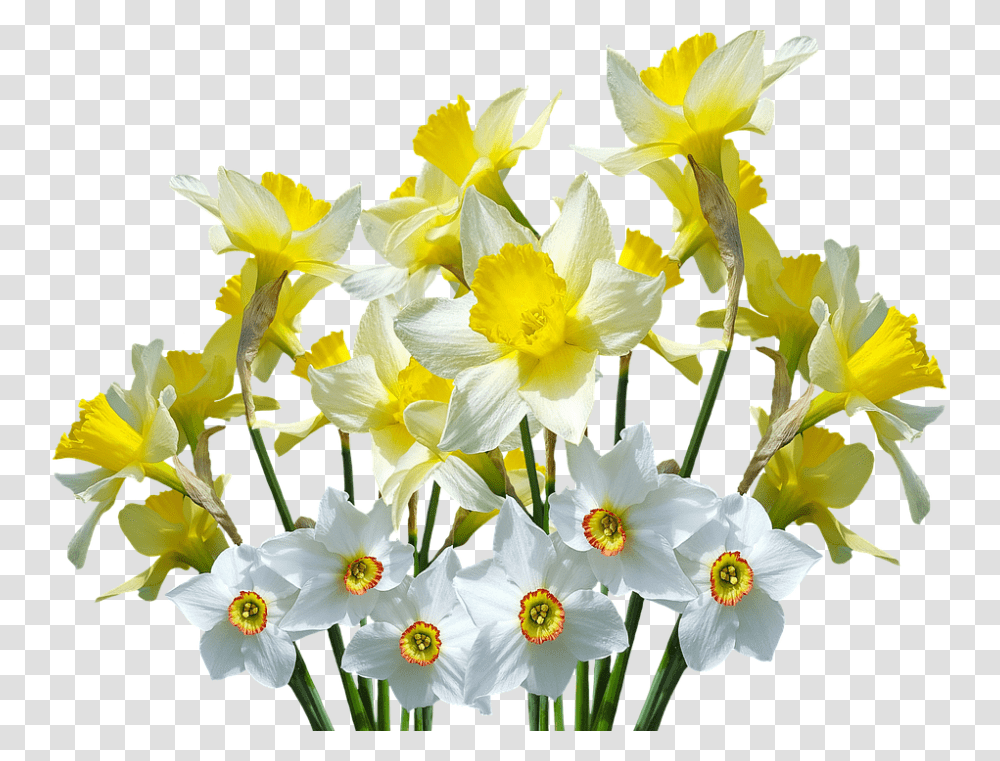 Spring 960, Flower, Plant, Blossom, Daffodil Transparent Png