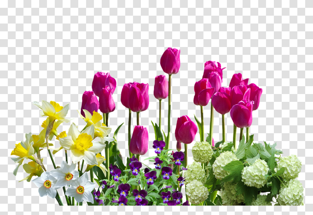 Spring 960, Flower, Plant, Blossom, Tulip Transparent Png