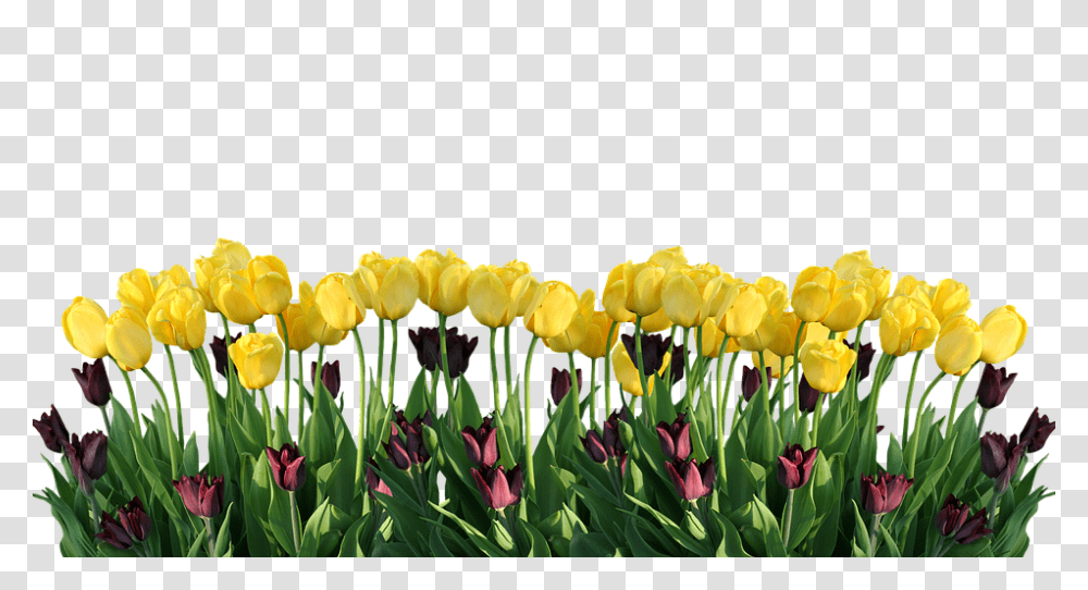 Spring 960, Flower, Plant, Blossom, Tulip Transparent Png