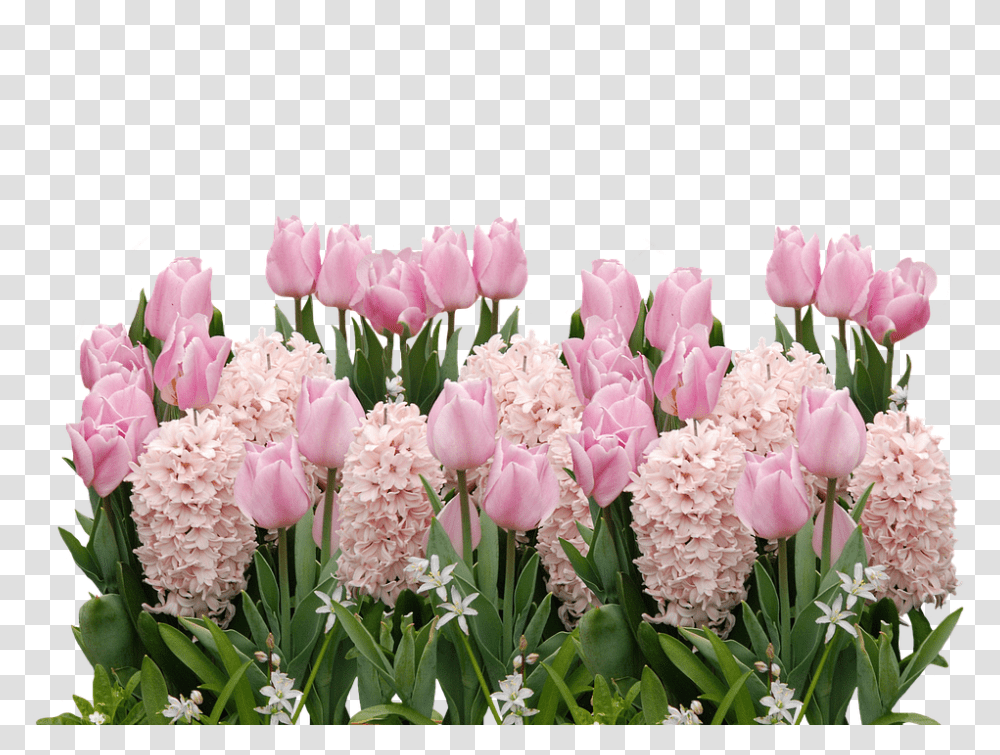 Spring 960, Flower, Plant, Blossom, Tulip Transparent Png