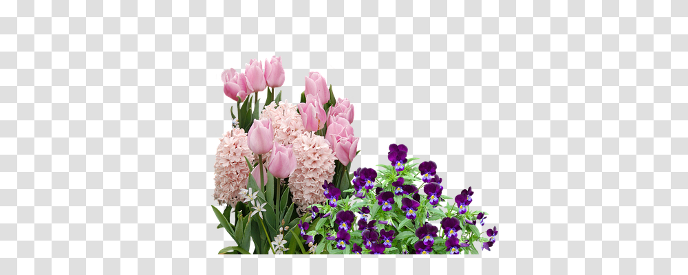 Spring Nature, Plant, Flower, Blossom Transparent Png