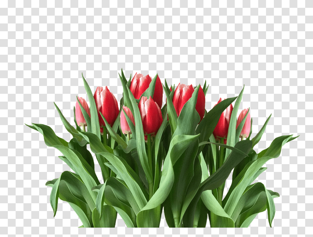 Spring 960, Flower, Plant, Blossom, Tulip Transparent Png