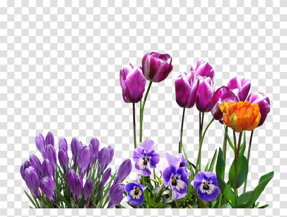 Spring 960, Flower, Plant, Blossom, Iris Transparent Png