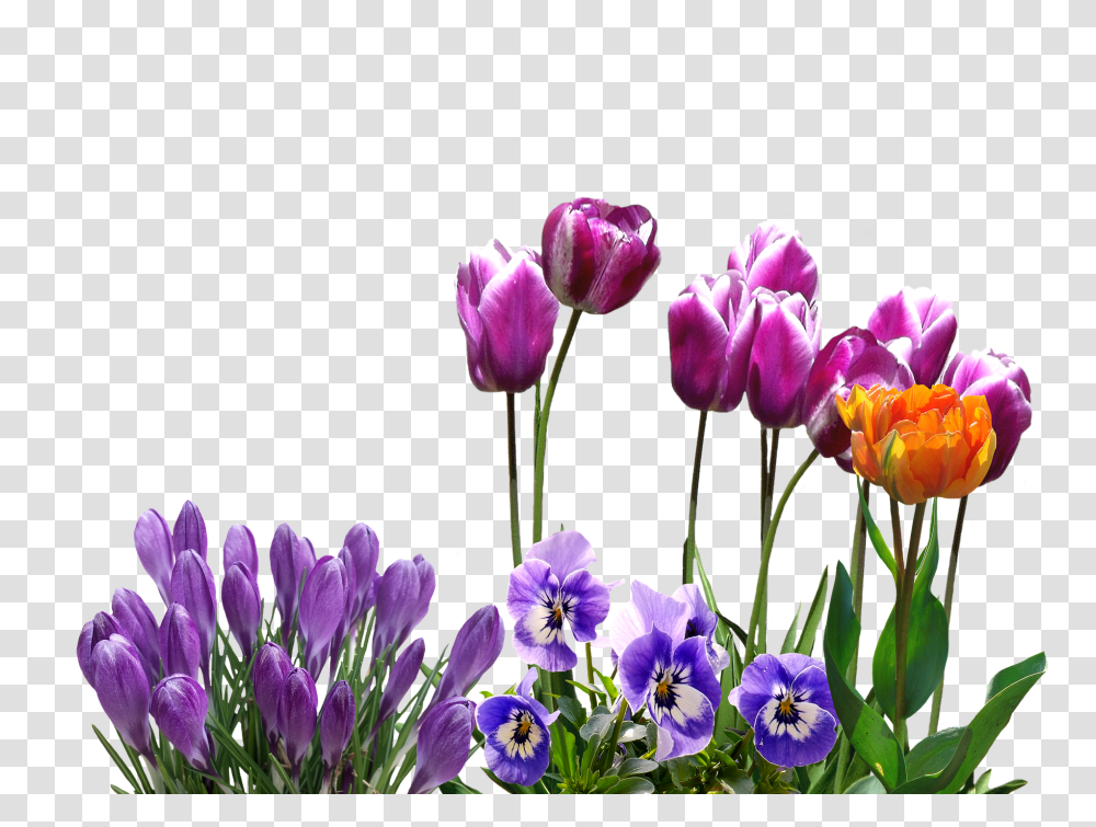 Spring Nature, Plant, Flower, Blossom Transparent Png