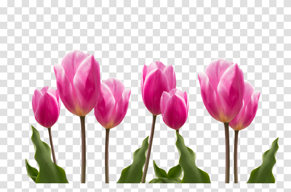 Spring 960, Flower, Plant, Blossom, Tulip Transparent Png
