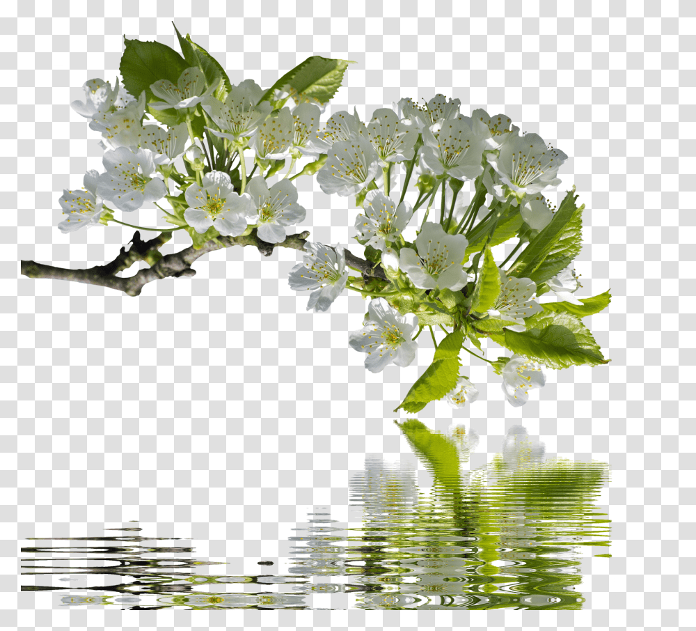 Spring Nature, Plant, Flower, Outdoors Transparent Png