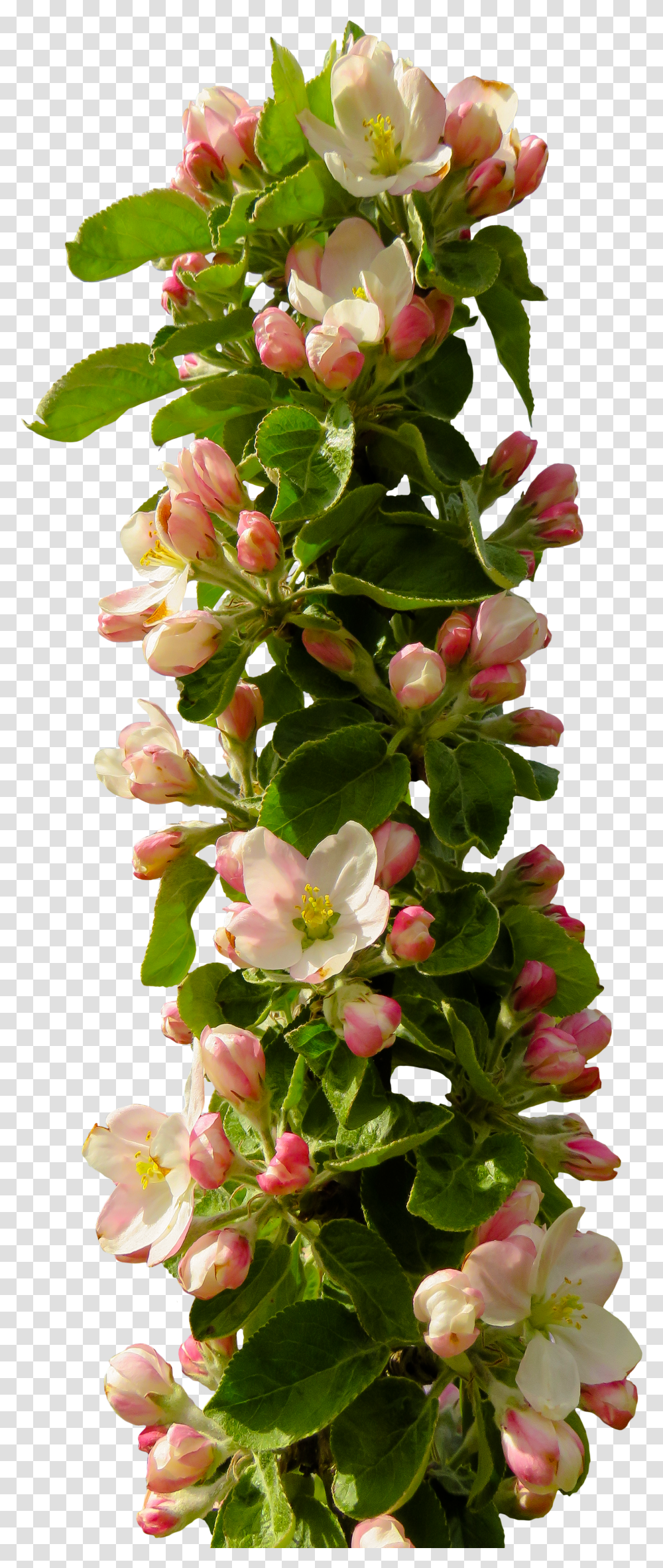 Spring Apple Blossom Blossom Bloom Apple Tree Flower Composition Transparent Png
