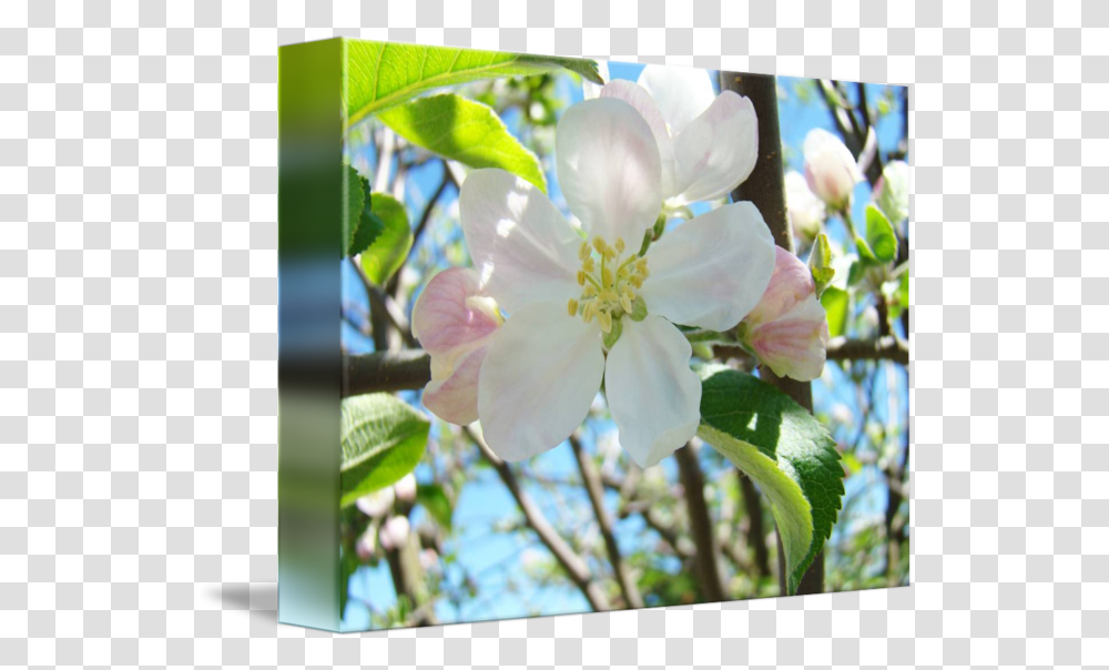 Spring Apple Tree Evergreen Rose, Plant, Geranium, Flower, Pollen Transparent Png