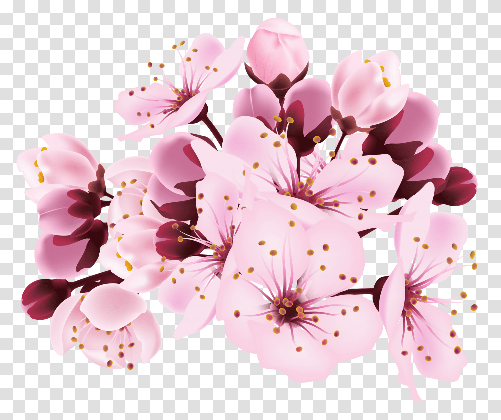 Spring Background Cherry Blossom Flower Transparent Png