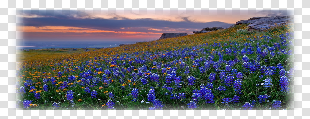 Spring Background Website, Plant, Iris, Flower, Lupin Transparent Png