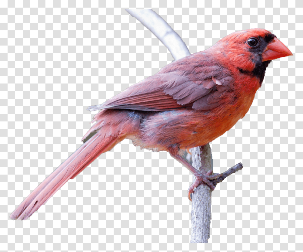 Spring Birds Clipart Northern Cardinal, Animal, Finch Transparent Png