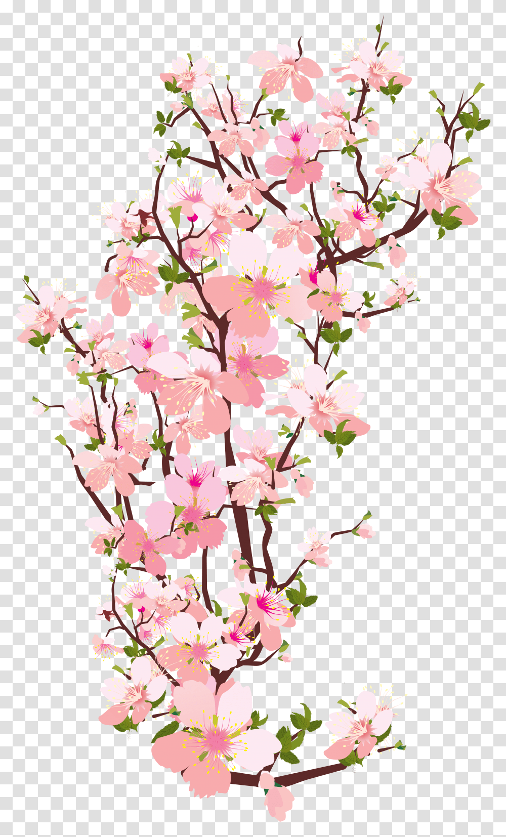 Spring Blossom & Clipart Free Background Cherry Blossom Clipart, Plant, Flower, Graphics, Floral Design Transparent Png