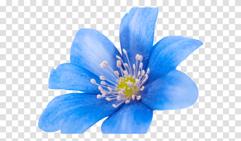 Spring Blue Flower Image Portable Network Graphics, Plant, Pollen, Blossom, Geranium Transparent Png