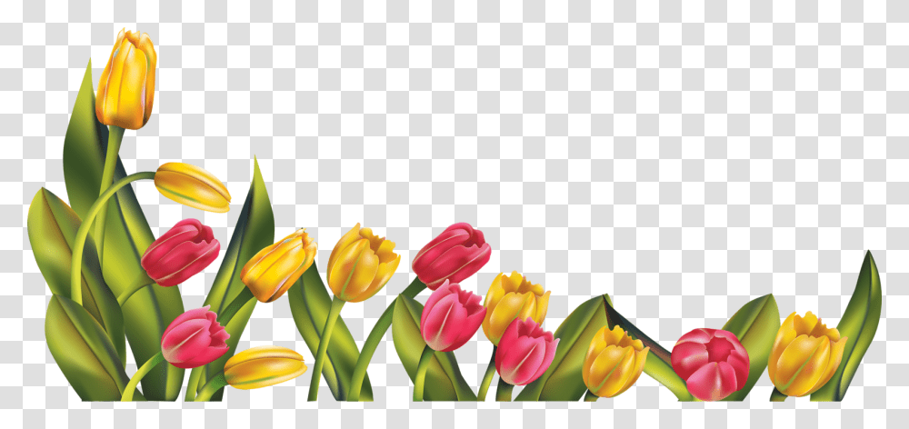 Spring Border Tulips, Plant, Flower, Blossom, Petal Transparent Png