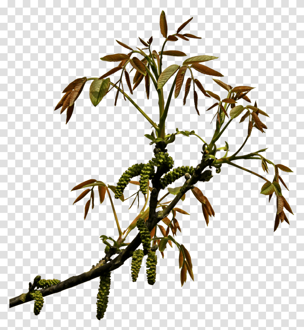 Spring Branch Branch Transparency, Tree, Plant, Acanthaceae, Flower Transparent Png