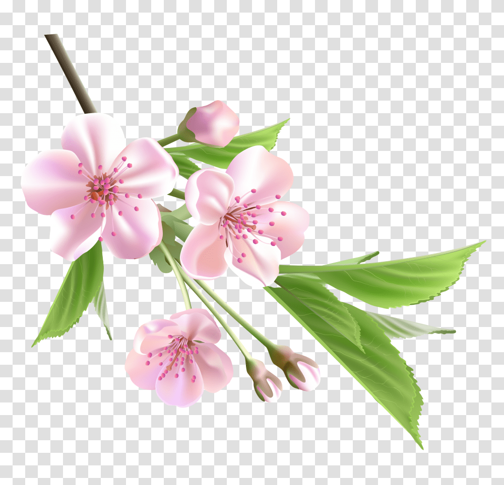 Spring Branch With Pink Tree Flowers Flower Spring, Plant, Blossom, Anther, Cherry Blossom Transparent Png