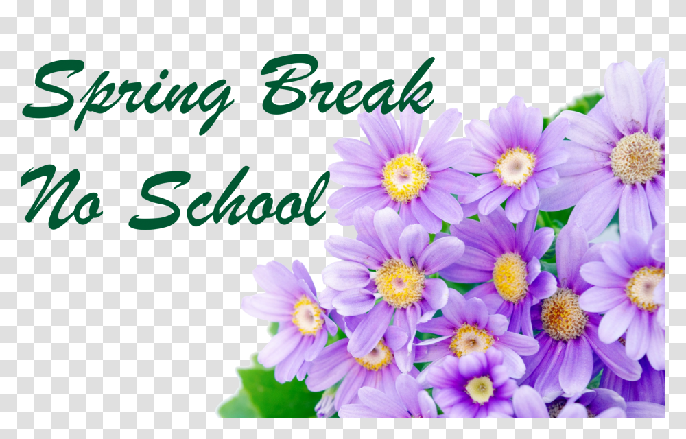Spring Break No School, Plant, Flower, Blossom, Anther Transparent Png