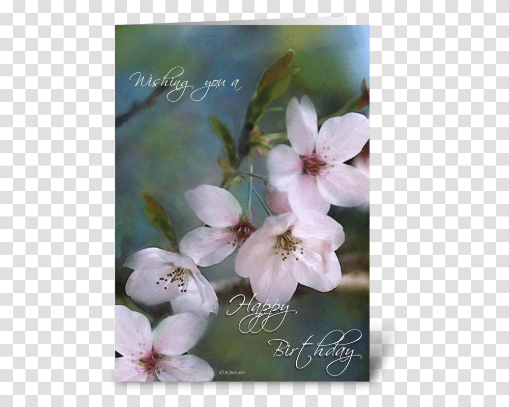 Spring Buds Birthday Card Greeting Card Spring Buds Birthday Card, Plant, Flower, Blossom, Cherry Blossom Transparent Png
