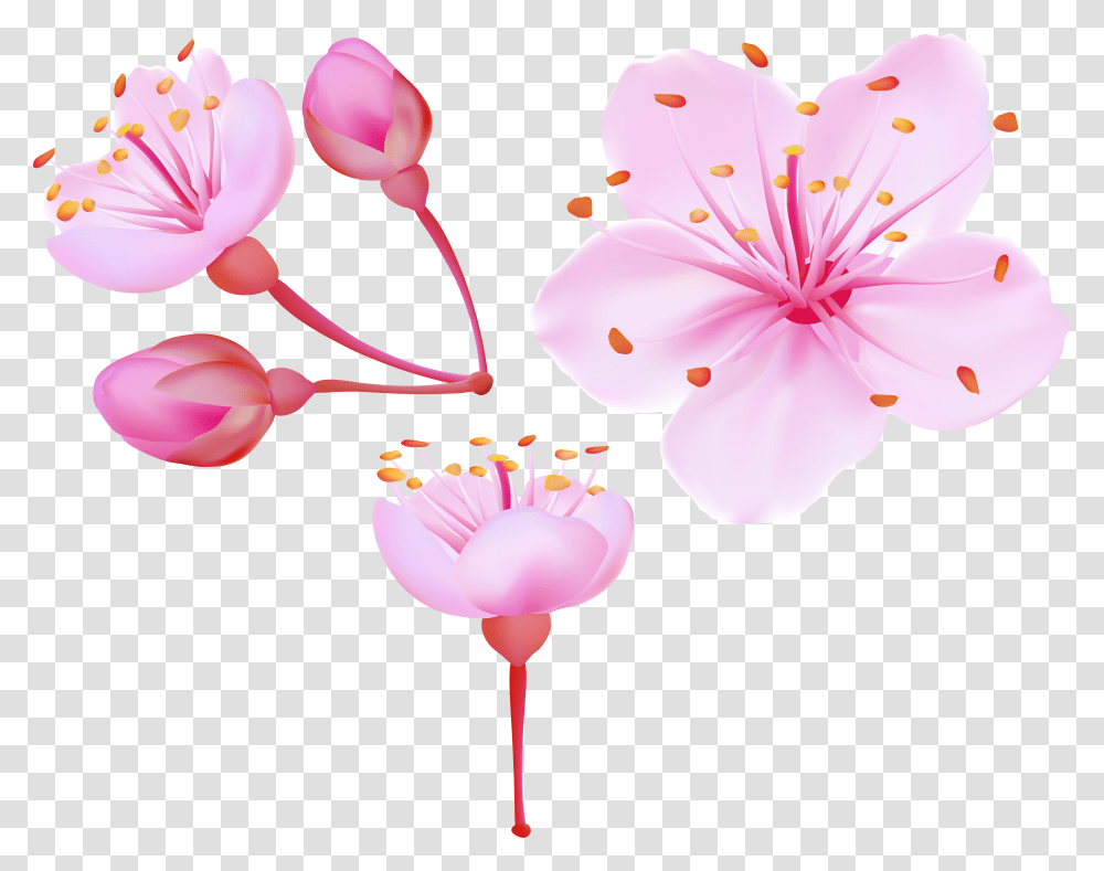 Spring Cherry Blossoms Clip Art Flower Cherry Blossom Clip Art Free Transparent Png