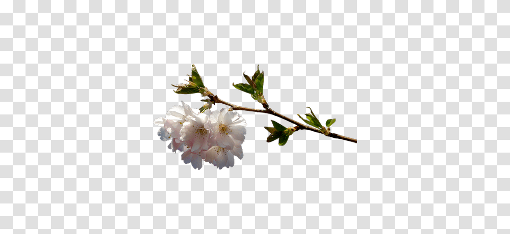 Spring Cherry Blossoms, Plant, Flower, Pollen, Petal Transparent Png