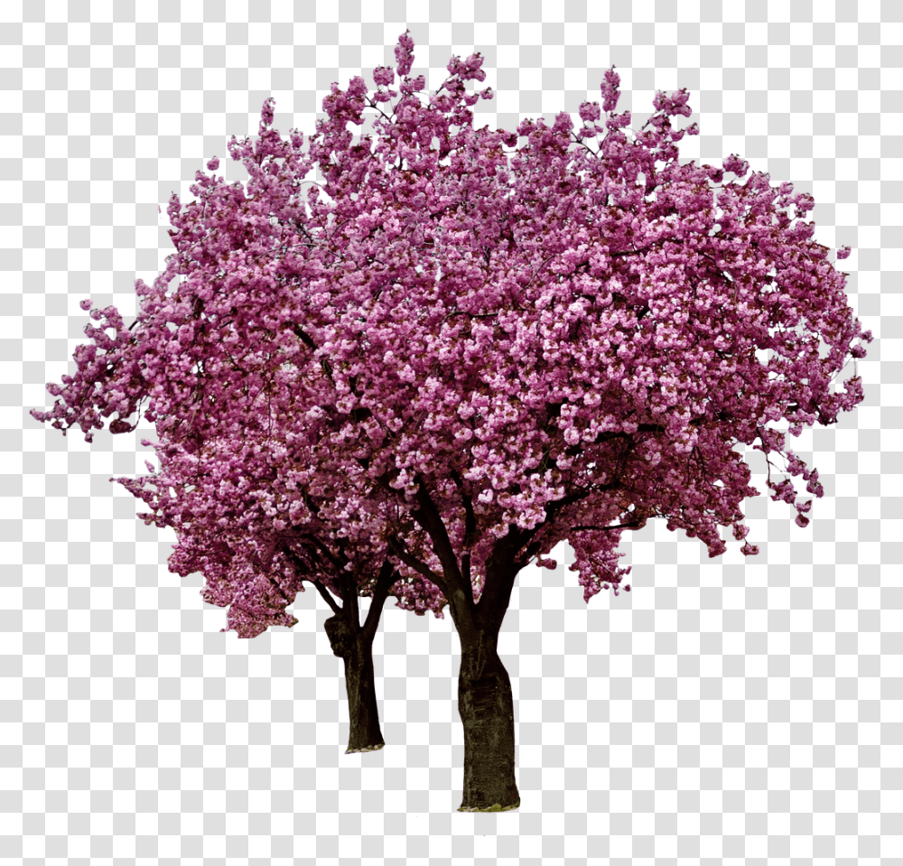 Spring Cherry Blossoms Real Cherry Blossom Tree, Plant, Flower, Lilac Transparent Png