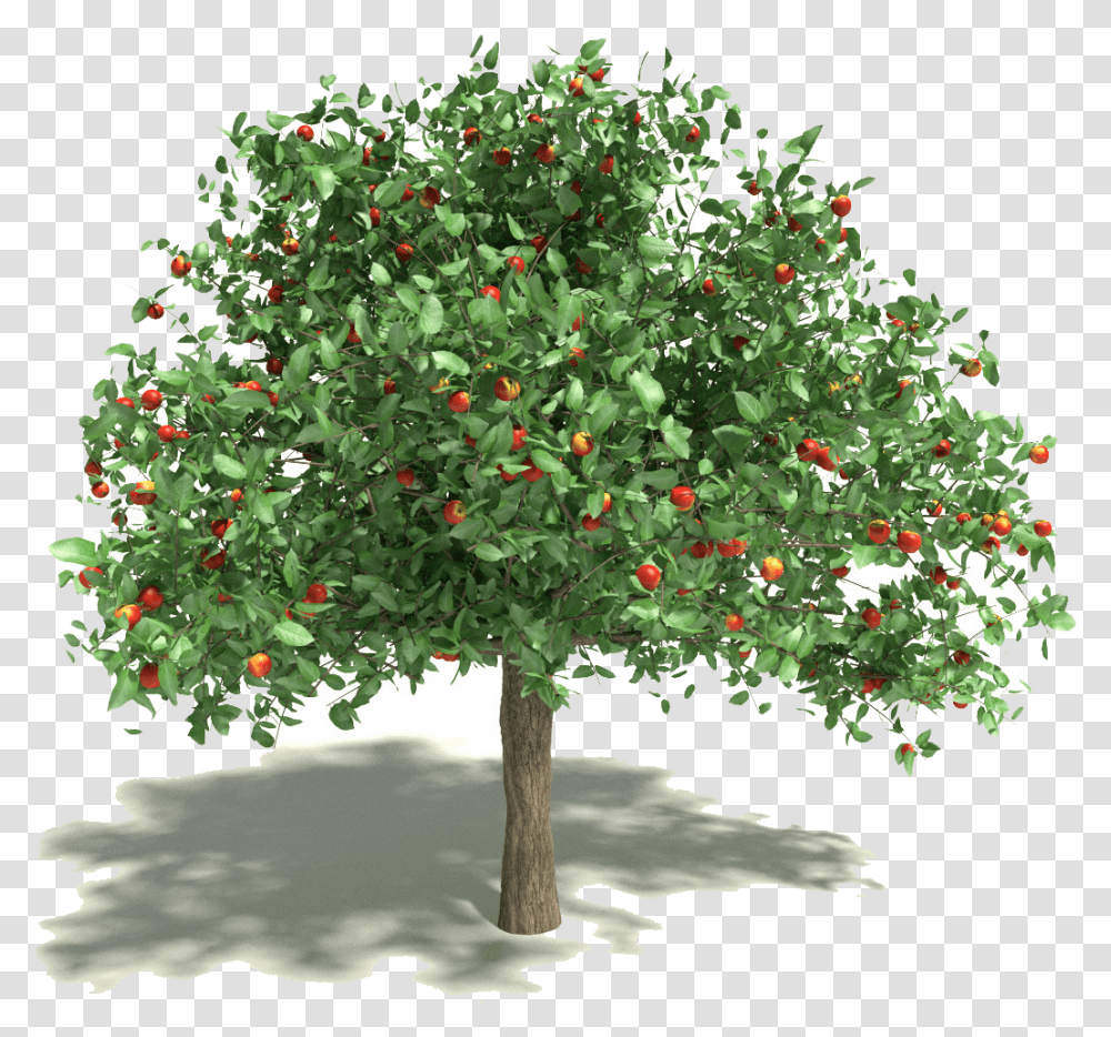 Spring Cleaning Kwik Tap Guide Martin Luther King Apple Tree, Plant, Fruit, Food, Potted Plant Transparent Png