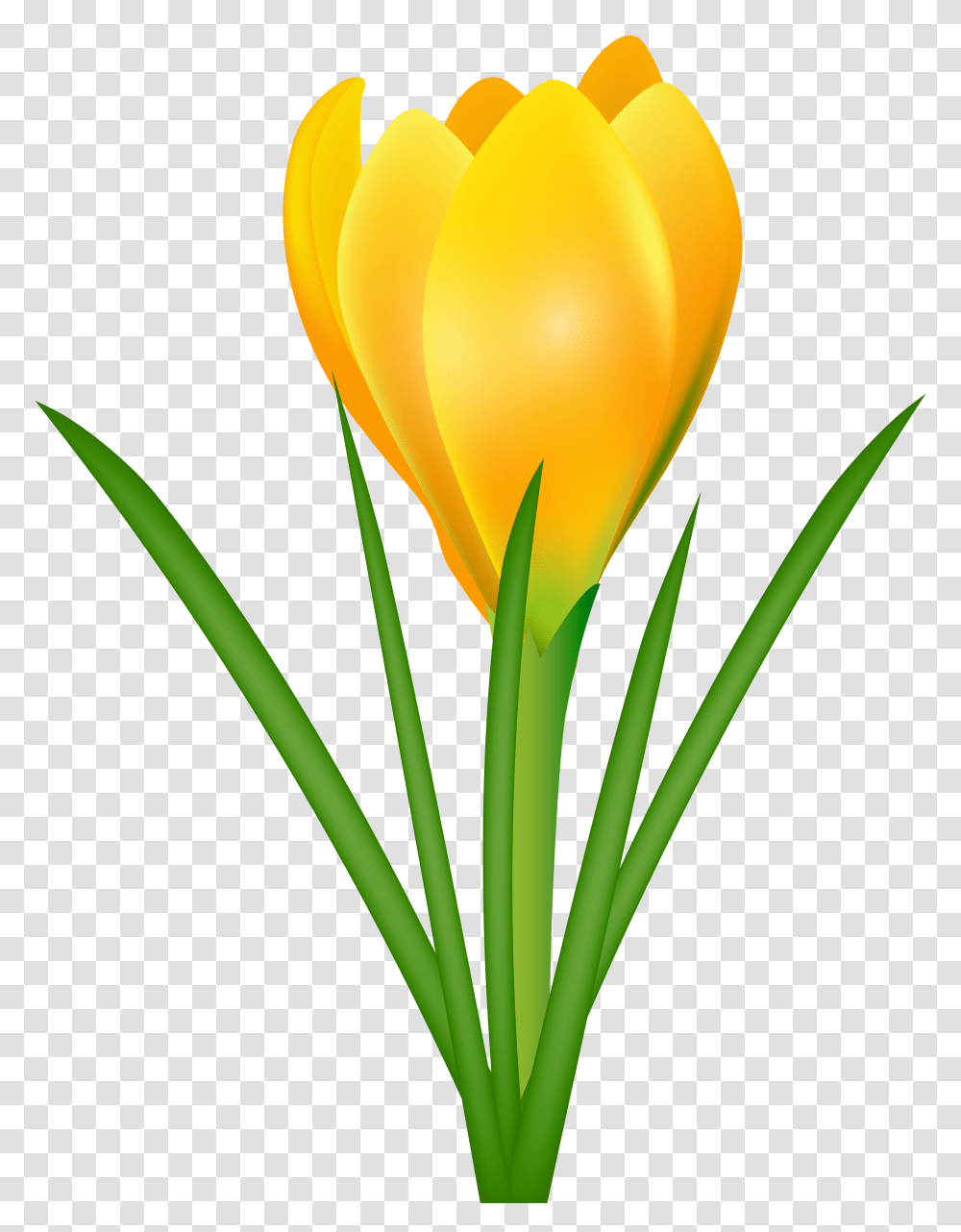 Spring Clip Art Crocus, Plant, Flower, Blossom, Tulip Transparent Png