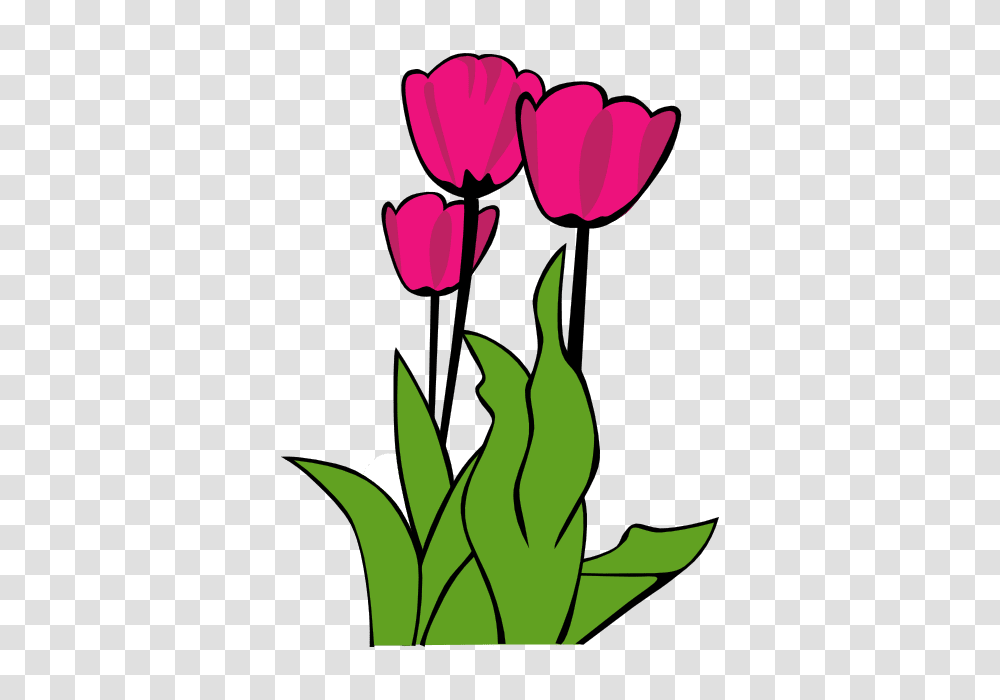 Spring Clip Art Free, Plant, Flower, Blossom, Tulip Transparent Png
