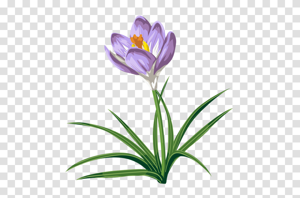 Spring Clip Art Pictures, Plant, Flower, Blossom, Petal Transparent Png