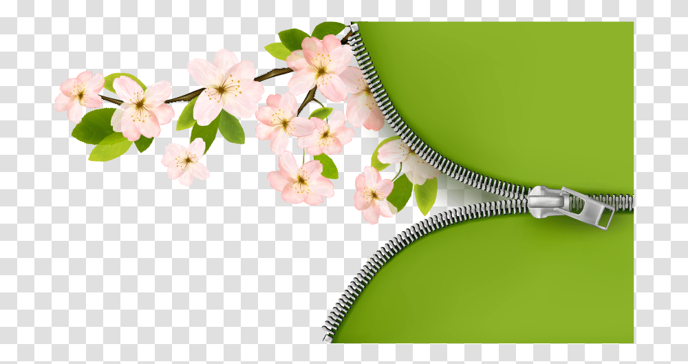 Spring Clipart Background, Plant, Flower, Blossom Transparent Png