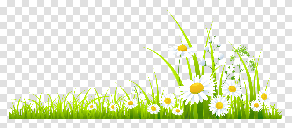 Spring Clipart, Daisy, Flower, Plant, Daisies Transparent Png