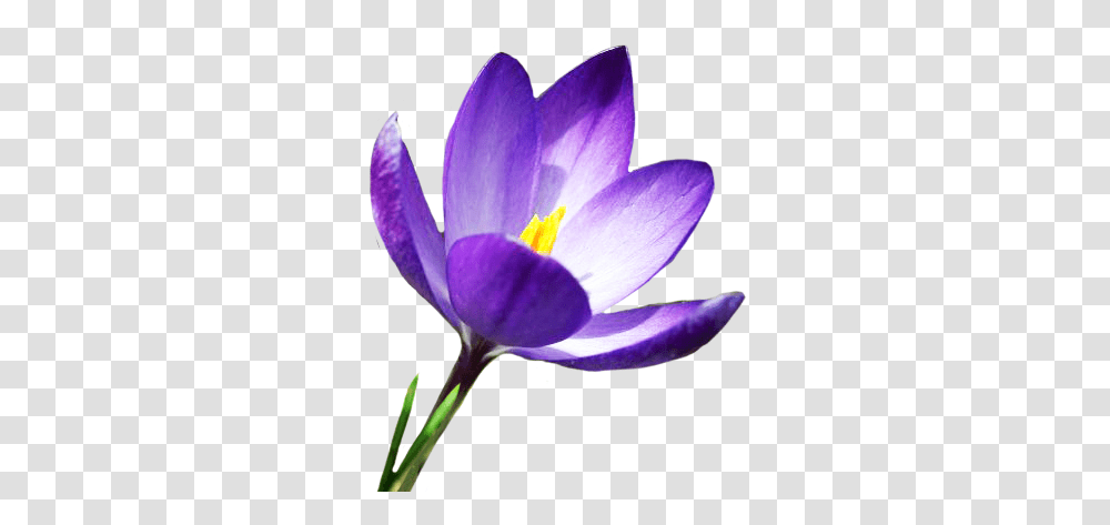 Spring Clipart, Plant, Crocus, Flower, Blossom Transparent Png