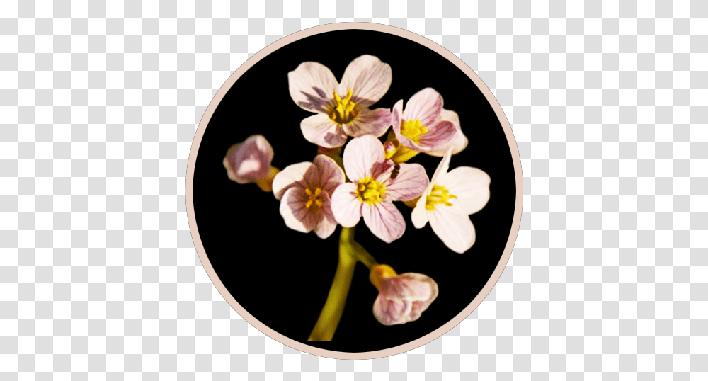 Spring Clipart Spring Flower Pictures & Spring Flower Clipart Primula, Plant, Geranium, Pottery, Anther Transparent Png
