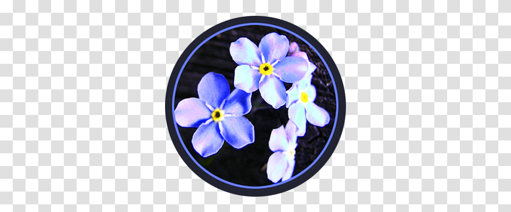 Spring Clipart Spring Flower Pictures & Spring Flower Clipart Viola, Plant, Petal, Geranium, Anemone Transparent Png