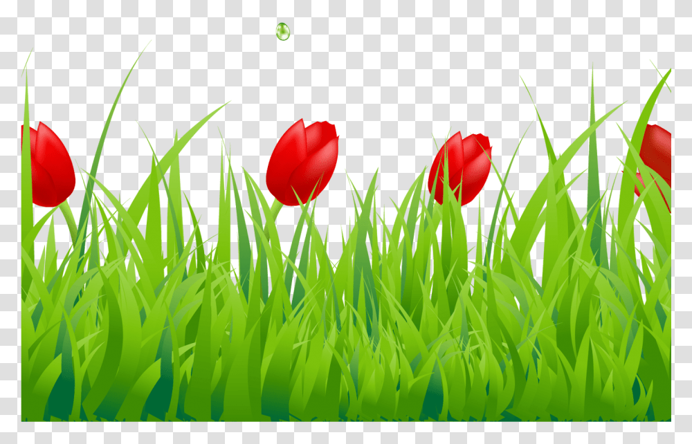 Spring Clipart Spring Grass Pencil And In Color Spring Border Tulip Clip Art, Plant, Flower, Blossom, Green Transparent Png