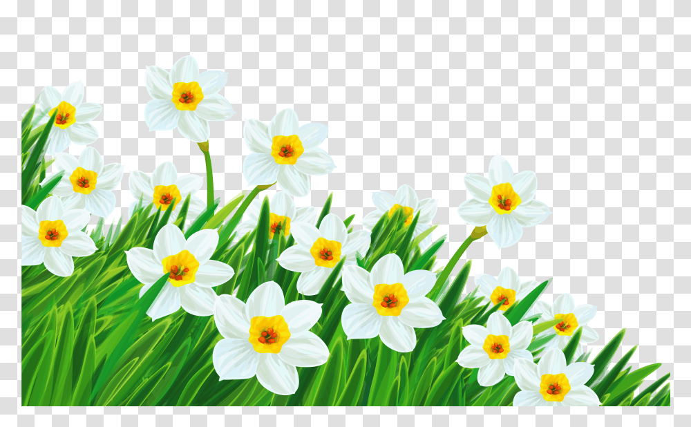 Spring Cliparts, Plant, Flower, Blossom, Daffodil Transparent Png