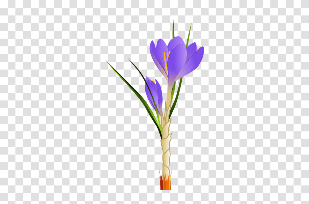 Spring Crocus Clipart Clip Art Flower Art, Plant, Blossom Transparent Png