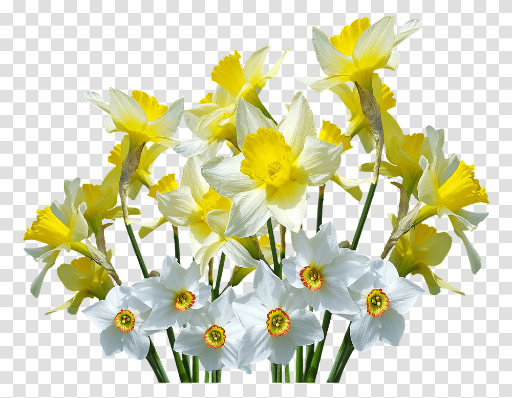 Spring Daffodils Osterglocken Daffodil Flower, Plant, Blossom, Flower Arrangement, Flower Bouquet Transparent Png