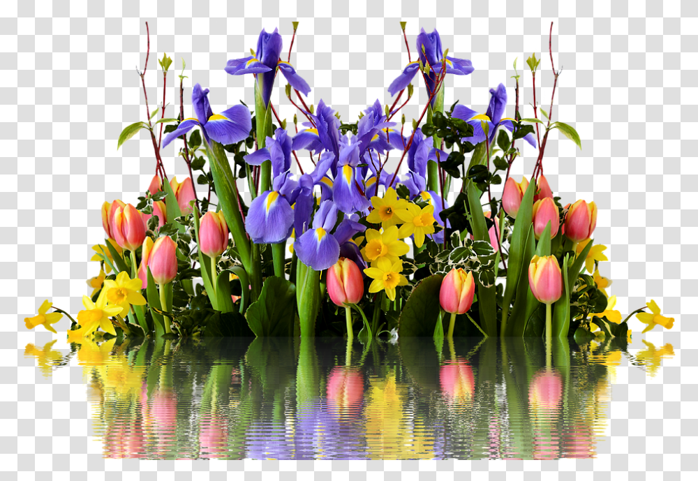 Spring Flower 417 Tulipany I Zonkile, Plant, Iris, Blossom, Petal Transparent Png