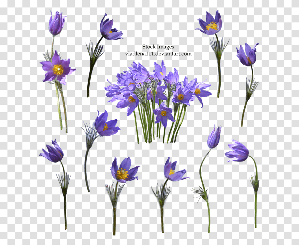 Spring Flower Background Background Vintage Purple Flower, Plant, Blossom, Iris, Petal Transparent Png