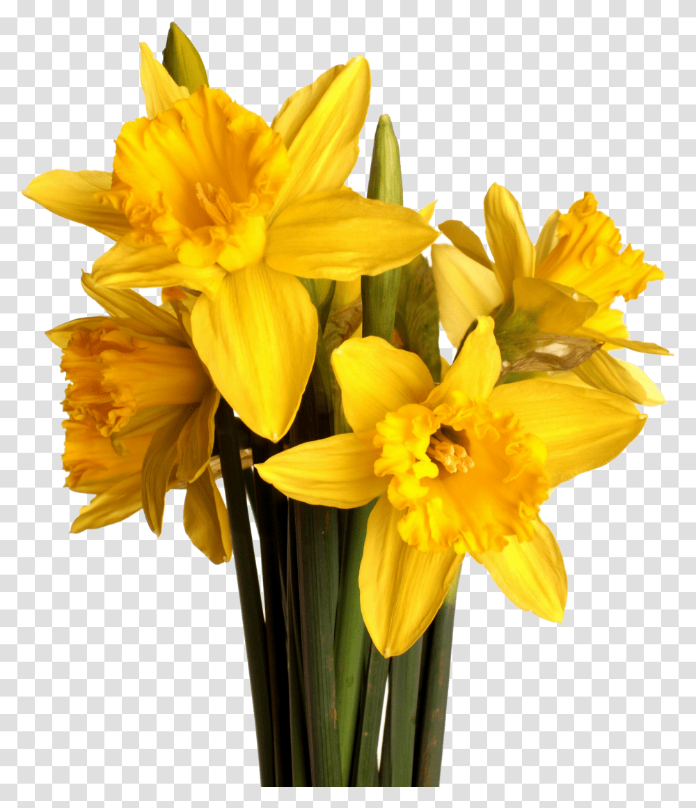 Spring Flower Bouquet Daffodil, Plant, Blossom, Flower Arrangement Transparent Png