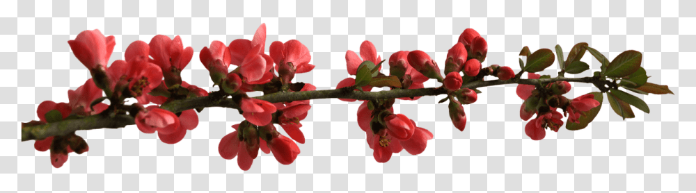 Spring Flower Buttons On Branch Red Flower Branch, Plant, Geranium, Blossom, Petal Transparent Png