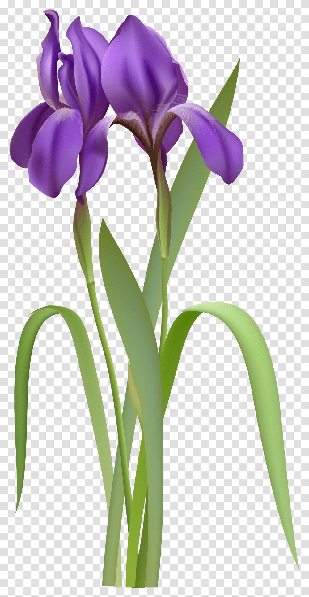 Spring Flower Clipart Flowers, Plant, Iris, Blossom, Orchid Transparent Png