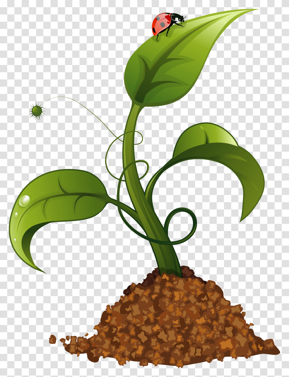 Spring Flower Crop Clip Art Image Gallery, Plant, Tree, Leaf, Nature Transparent Png