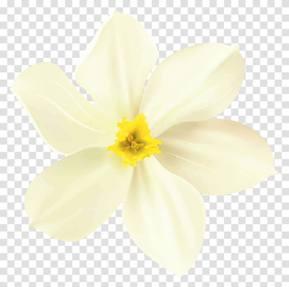 Spring Flower Decorative, Plant, Blossom, Daffodil, Petal Transparent Png