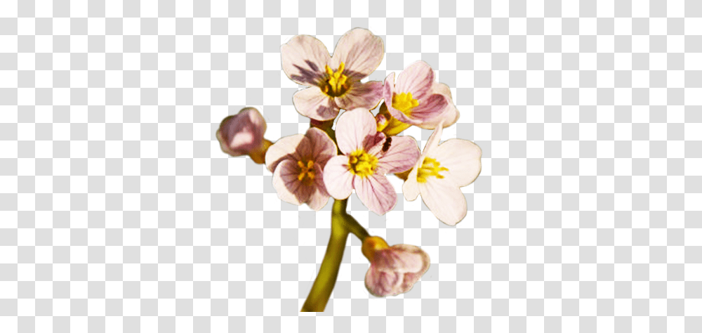 Spring Flower Free Download Spring Flower, Geranium, Plant, Petal, Pollen Transparent Png