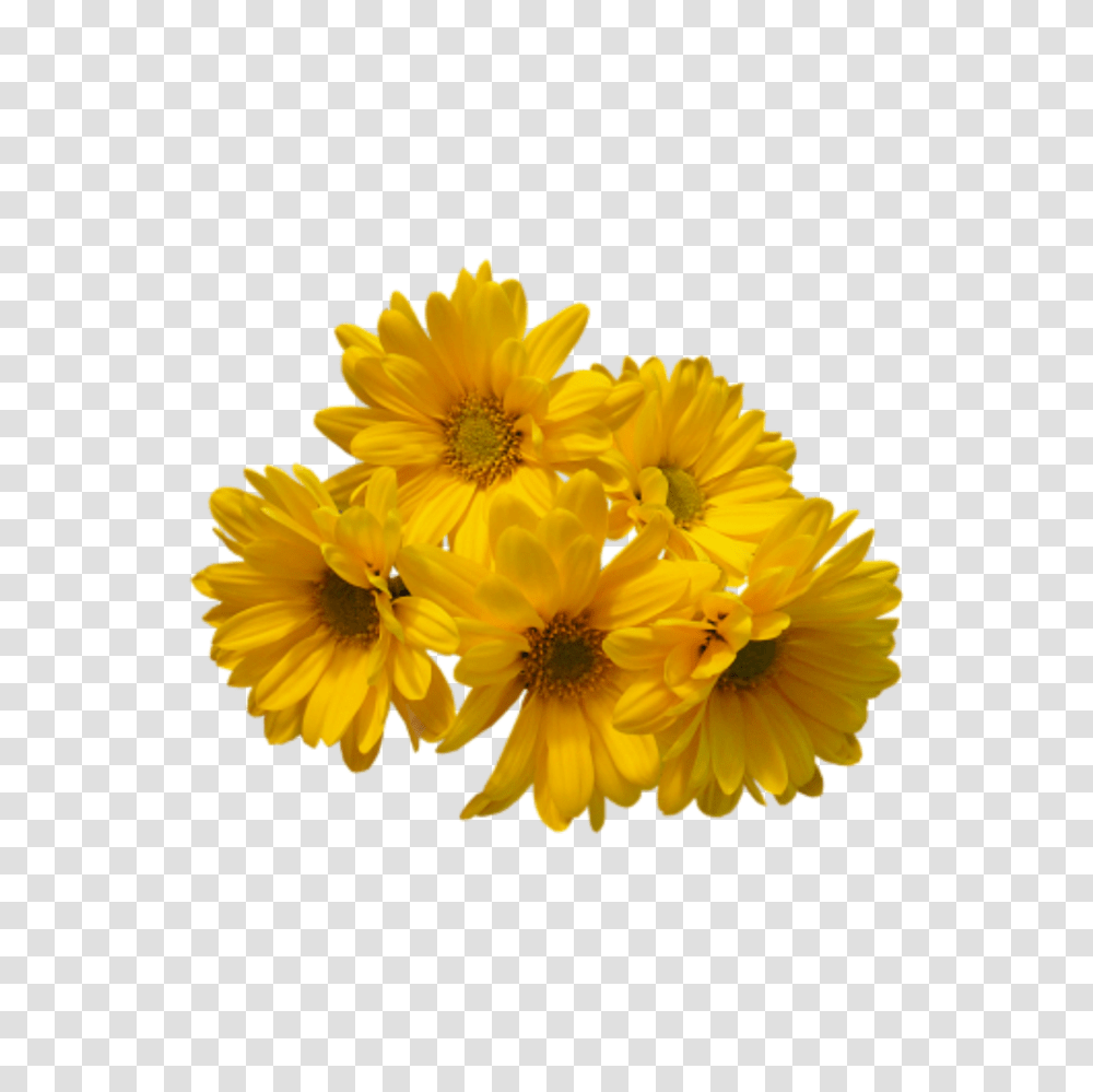 Spring Flower Free Download Yellow Flowers Background, Plant, Daisy, Daisies, Blossom Transparent Png